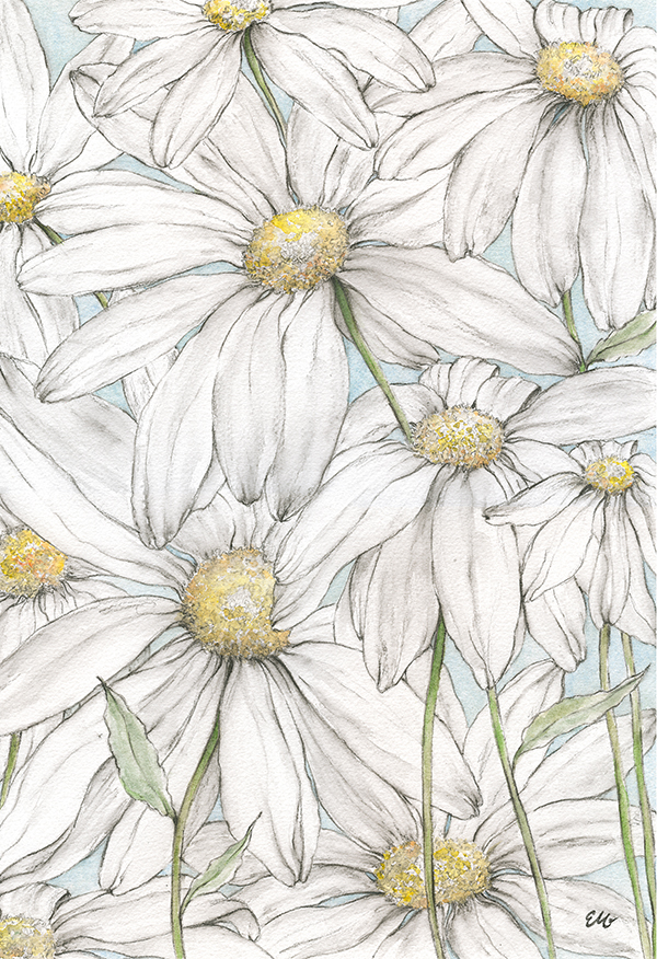 Daisies Fine Art Print - See Details