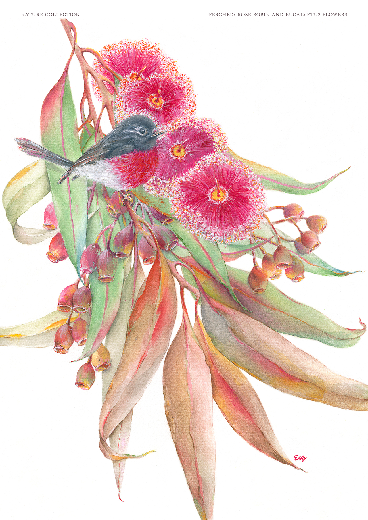 Perched: Rose Robin and Eucalyptus Flowers Fine Art Print