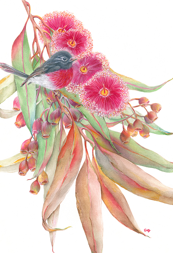 Perched: Rose Robin and Eucalyptus Flowers Fine Art Print - See Details