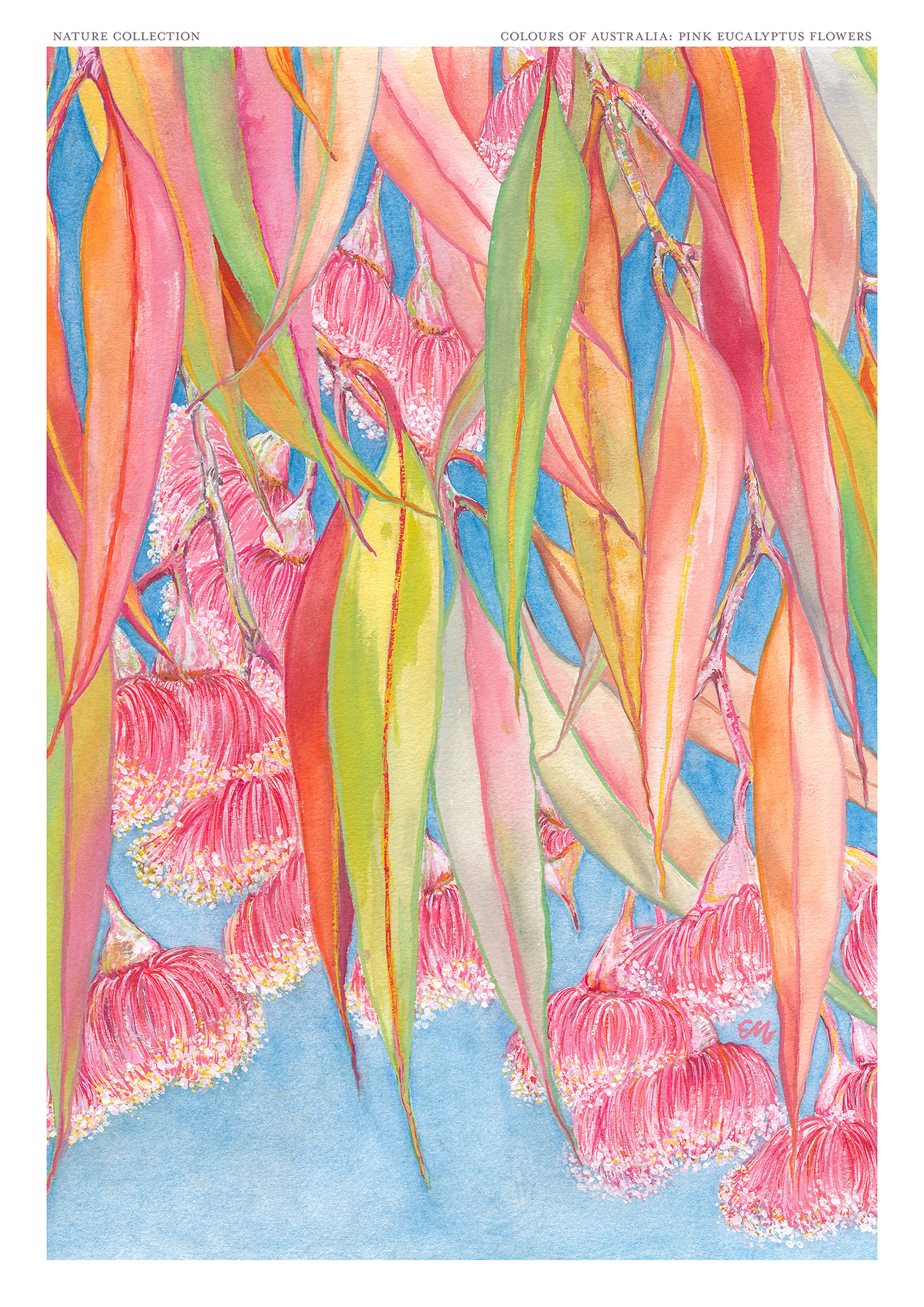 Pink Eucalyptus Flowers Fine Art Print