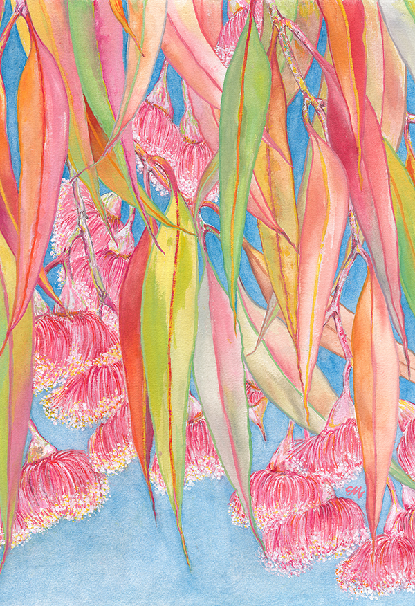 Colours of Australia: Pink Eucalyptus Flowers Fine Art Print - See Details