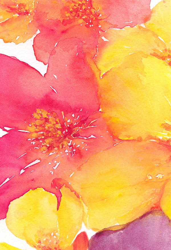 EM Wild Rose Blooms Fine Art Print - See Details
