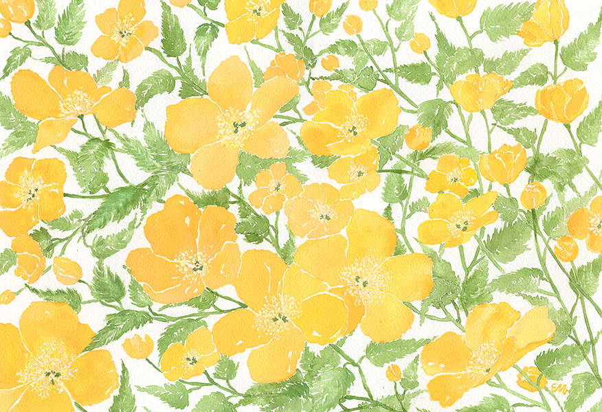 Yellow Wild Roses Original Art - See Details