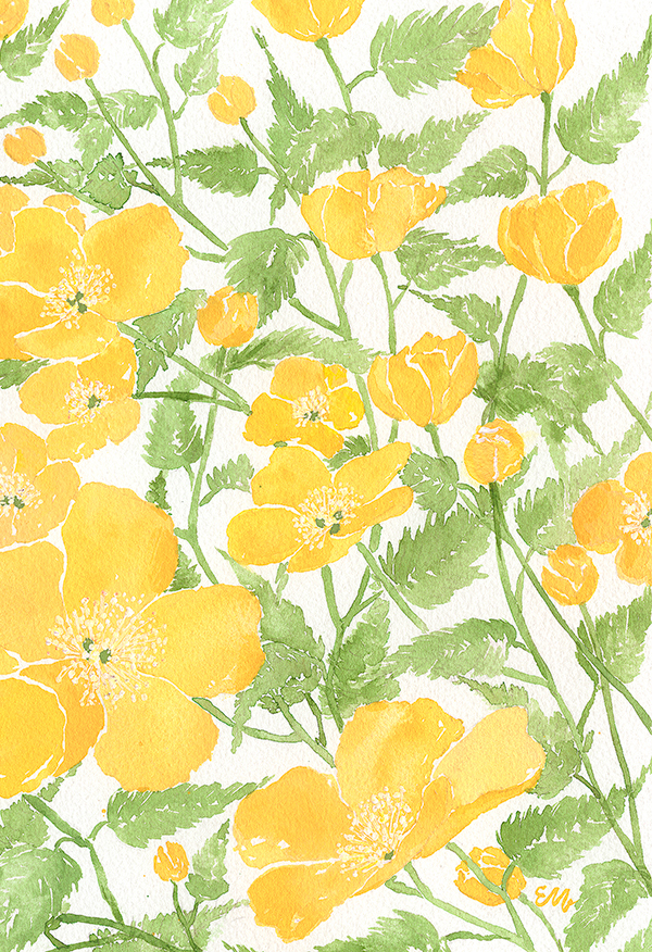 EM Yellow Wild Roses Fine Art Print - See Details